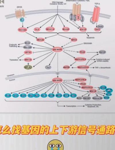 基因线路逻辑门：融合合成生物学与计算科学的数字革命